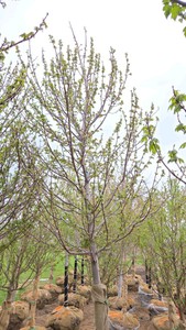 Red Point Maple
