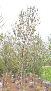 Red Point Maple