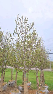 Red Point Maple