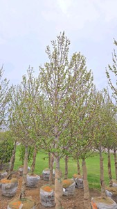 Red Point Maple