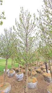 Red Point Maple