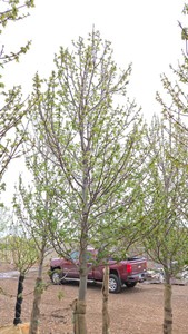 Red Point Maple