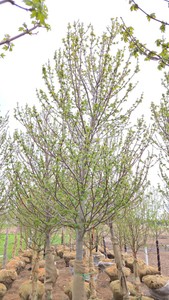 Red Point Maple
