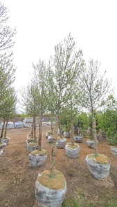 Red Point Maple