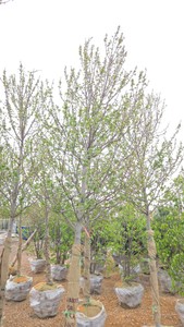 Red Point Maple