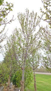 Red Point Maple
