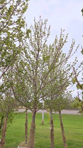 Red Point Maple