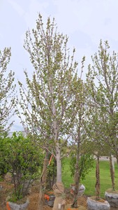 Red Point Maple