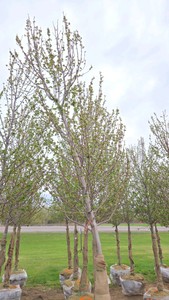 Red Point Maple