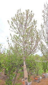 Red Point Maple
