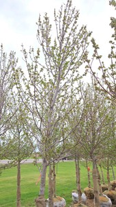Red Point Maple