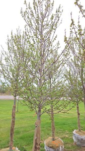 Red Point Maple