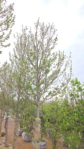 Red Point Maple