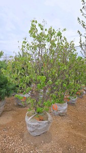 Japanese Lilac - Clump Style