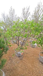 Japanese Lilac - Clump Style