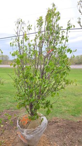 Japanese Lilac - Clump Style