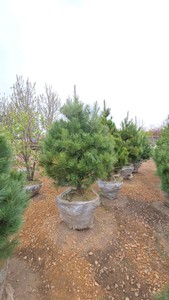 White Pine - 6