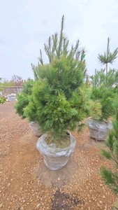 White Pine - 6