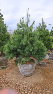 White Pine - 6