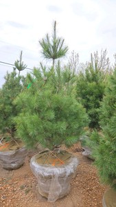 White Pine - 6