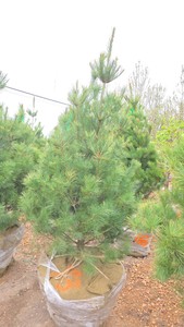 White Pine - 6