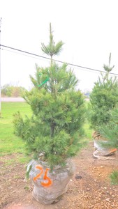 White Pine - 6