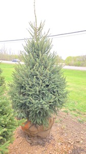 Black Hills Spruce