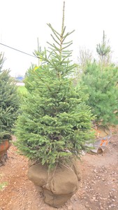 Black Hills Spruce