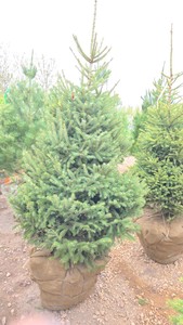 Black Hills Spruce