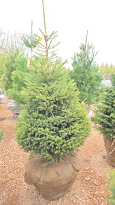 Black Hills Spruce