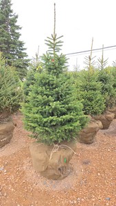 Black Hills Spruce