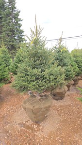 Black Hills Spruce