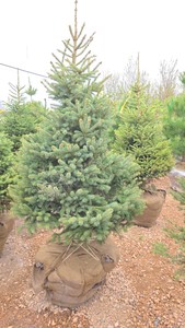 Black Hills Spruce