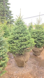 Black Hills Spruce