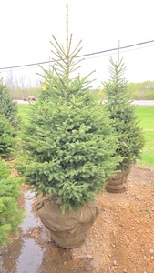 Black Hills Spruce