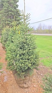 Black Hills Spruce