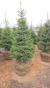 Black Hills Spruce