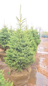 Black Hills Spruce