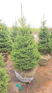 Black Hills Spruce