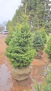 Black Hills Spruce
