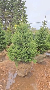 Black Hills Spruce