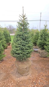 Black Hills Spruce