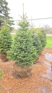 Black Hills Spruce