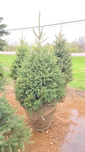 Black Hills Spruce