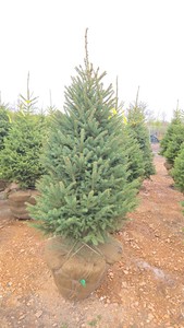 Black Hills Spruce