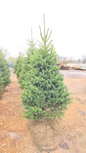 Black Hills Spruce