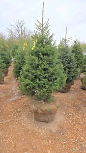 Black Hills Spruce