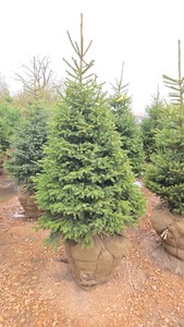 Black Hills Spruce