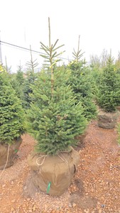 Black Hills Spruce