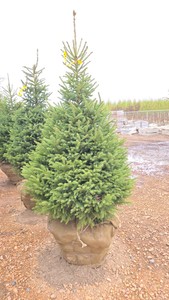 Black Hills Spruce